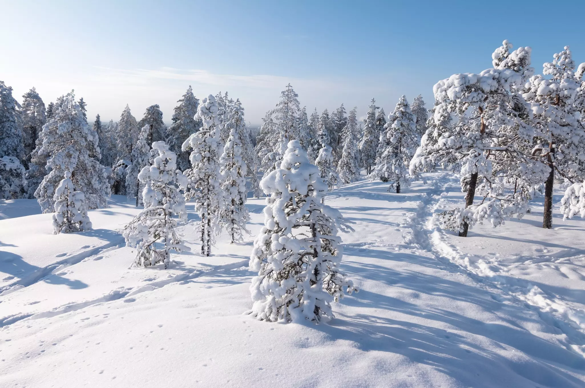 Winter landscape with snow covered trees in Finnish Lapland., License Type: media, Download Time: 2025-02-04T23:48:15.000Z, User: claramonitto, Editorial: false, purchase_order: 56530 - Guidebooks, job: Global Publishing-WIP, client: Scandinavia 15, other: Clara Monitto
