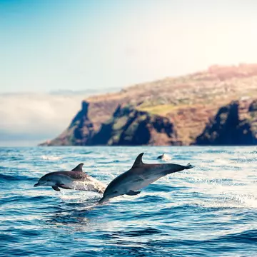 A scenic coastal view of Madeira, Portugal