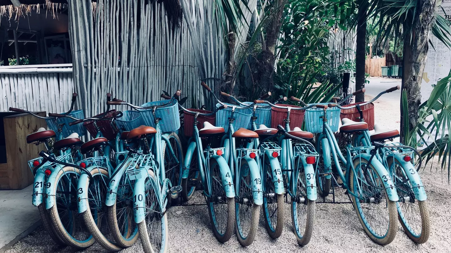A row of turquoise bicycles parked under palm trees