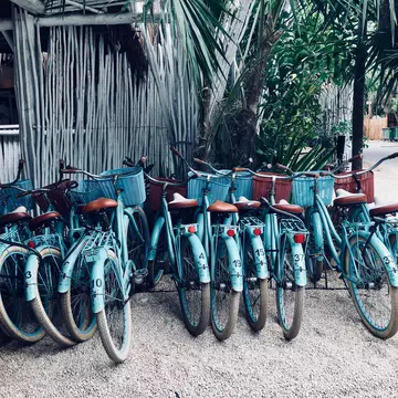 A row of turquoise bicycles parked under palm trees
