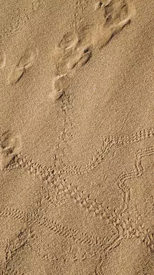 Sand with tracks in it 