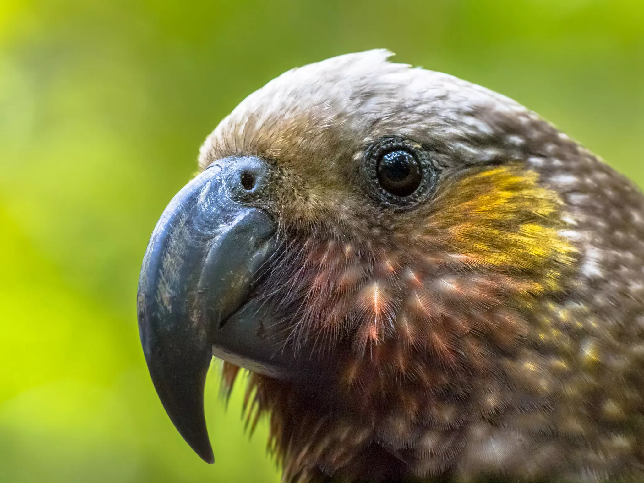 The head of a New Zealand native Kaka parrot (Nestor meridionalis) ©Rudmer Zwerver/Shutterstock