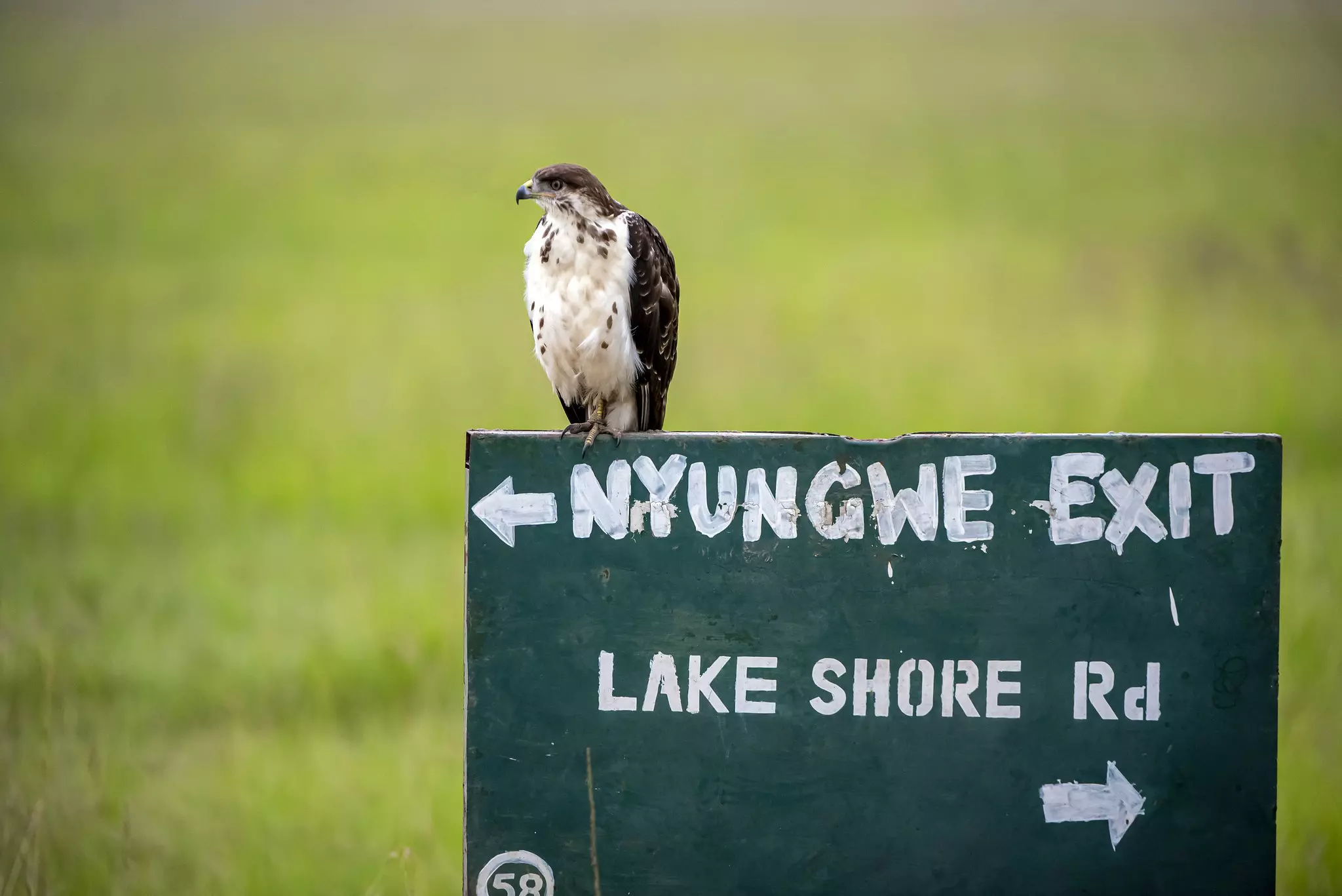 Nyungwe is Rwanda’s top spot for birdwatching, with some 300-plus species © Courtesy of Visit Rwanda