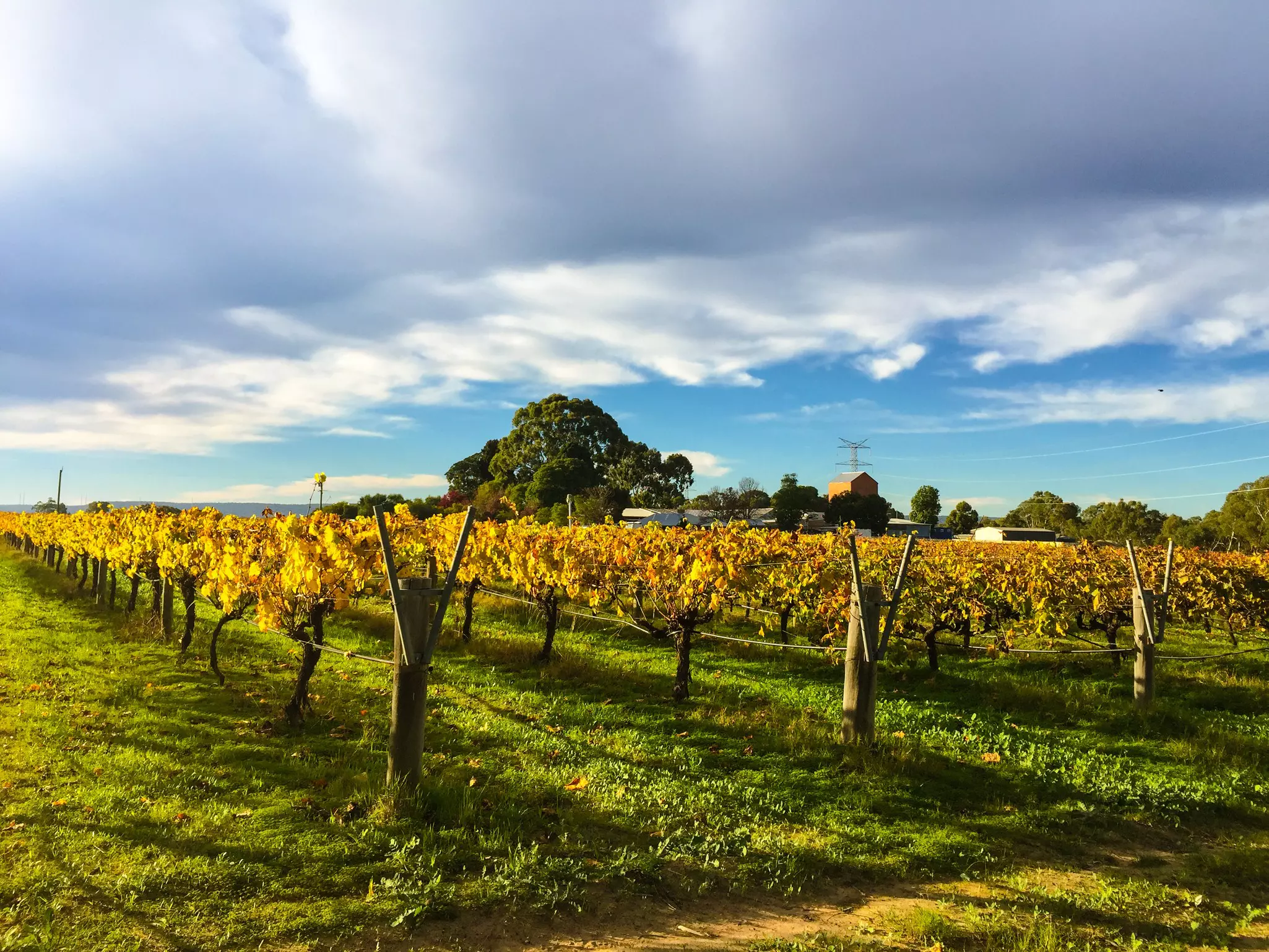 Rows of vines with leaves glowing yellow in the autumn sunshine.