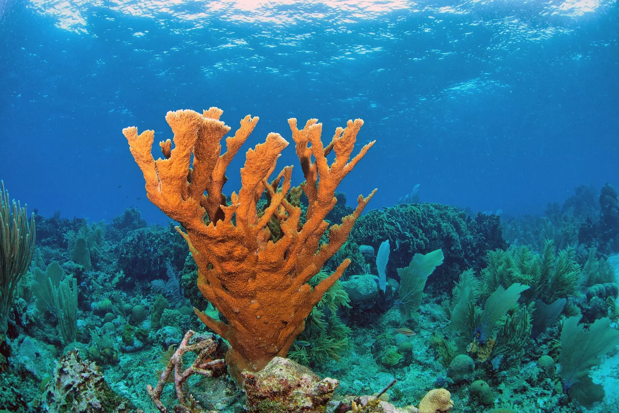 Brightly colored coral in the waters off Roatán Island, Honduras