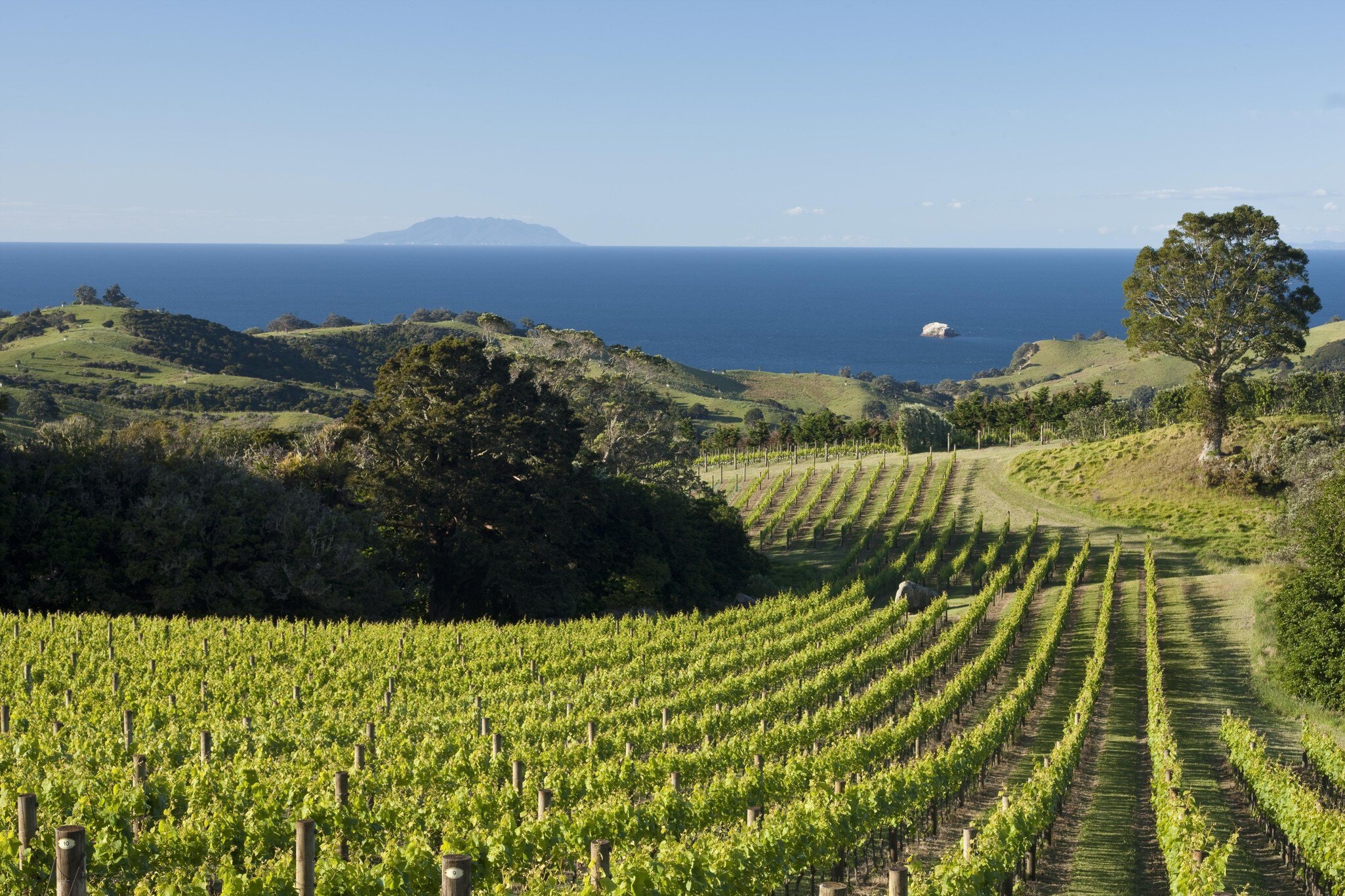 Late evening sun casts shadows on rows of grapevines by the sea in Waiheke Island, New Zealand.