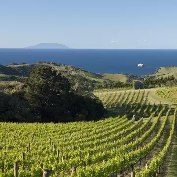 Late evening sun casts shadows on rows of grapevines by the sea in Waiheke Island, New Zealand.
