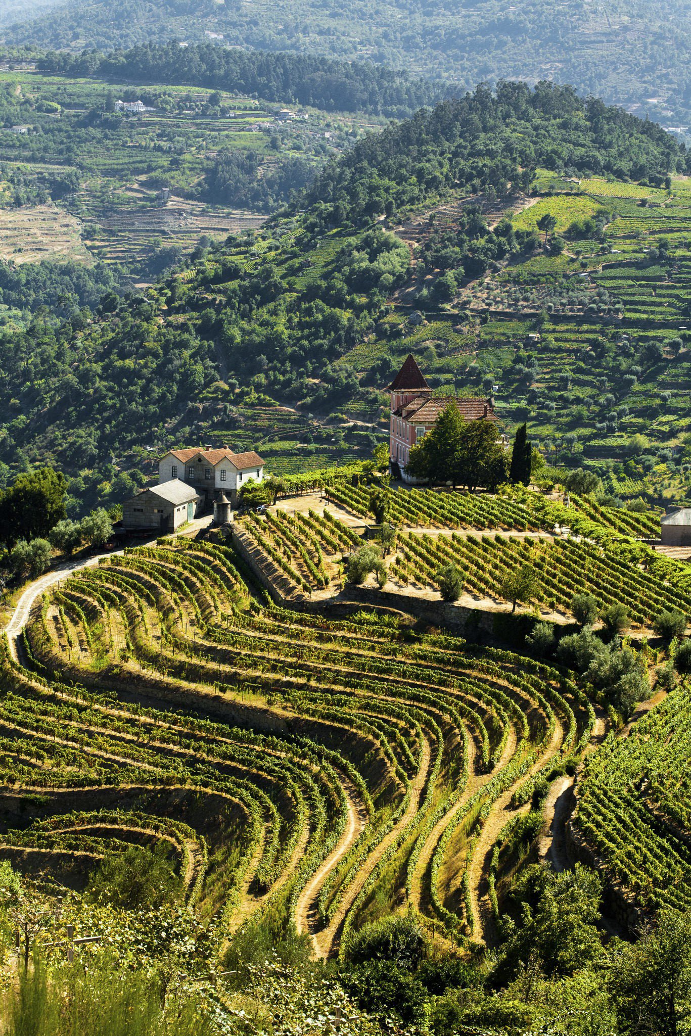 Curving rows of terraced vineyards on a green hillside in Portugal's Douro Valley, with a farmhouse and chapel above.