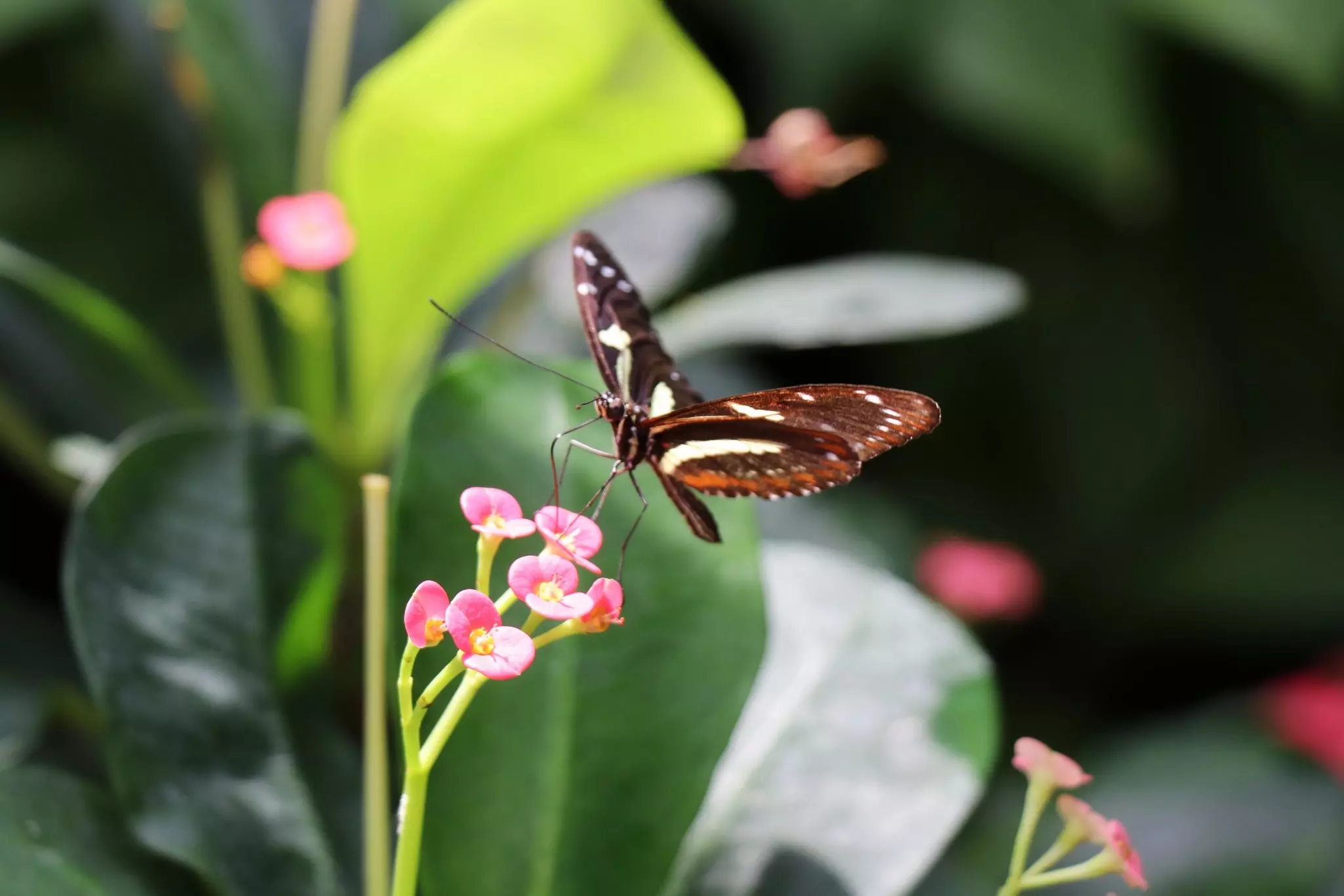 A butterfly with black and orange coloring perches on a pink flower.