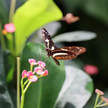 A butterfly with black and orange coloring perches on a pink flower.