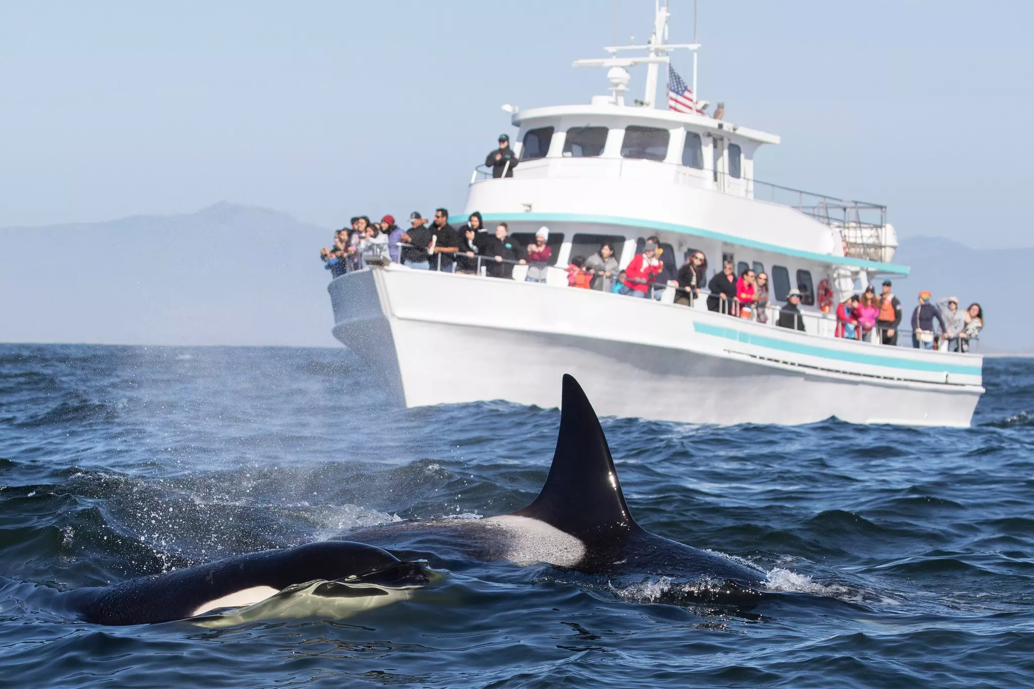 Book a wildlife-watching tour to see orcas or giant sperm whales up close © Tory Kallman / Shutterstock