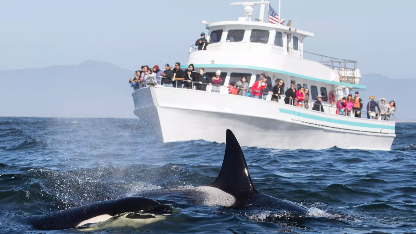 People on a whale-watching tour boat behind two orcas