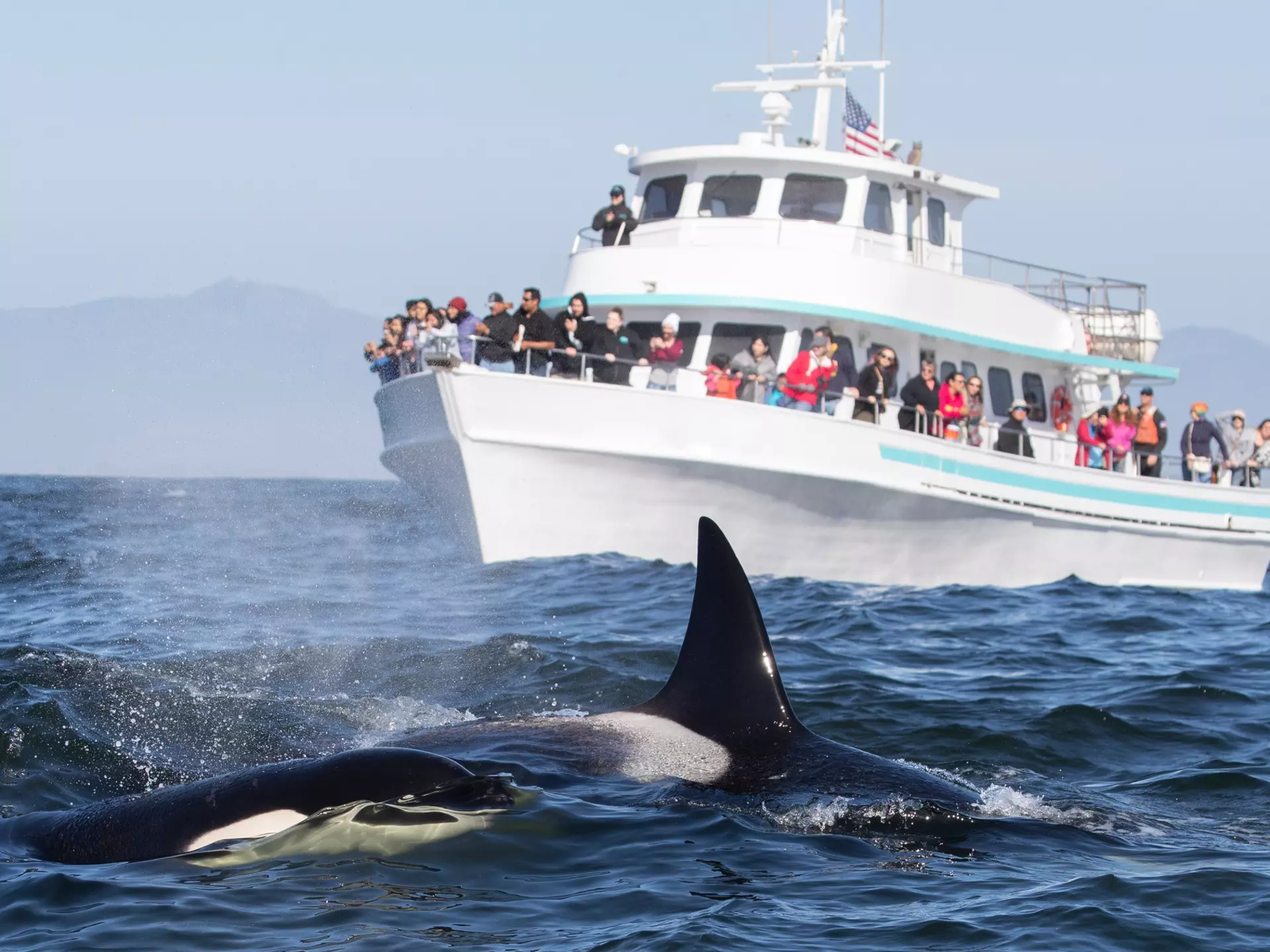 People on a whale-watching tour boat behind two orcas