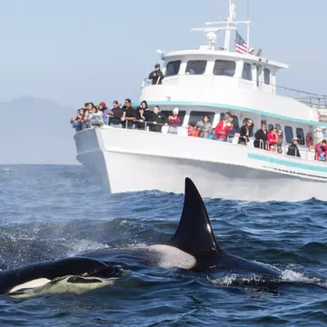 People on a whale-watching tour boat behind two orcas