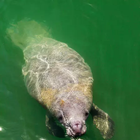 Aerial view of a manatee surfacing in greenish water.