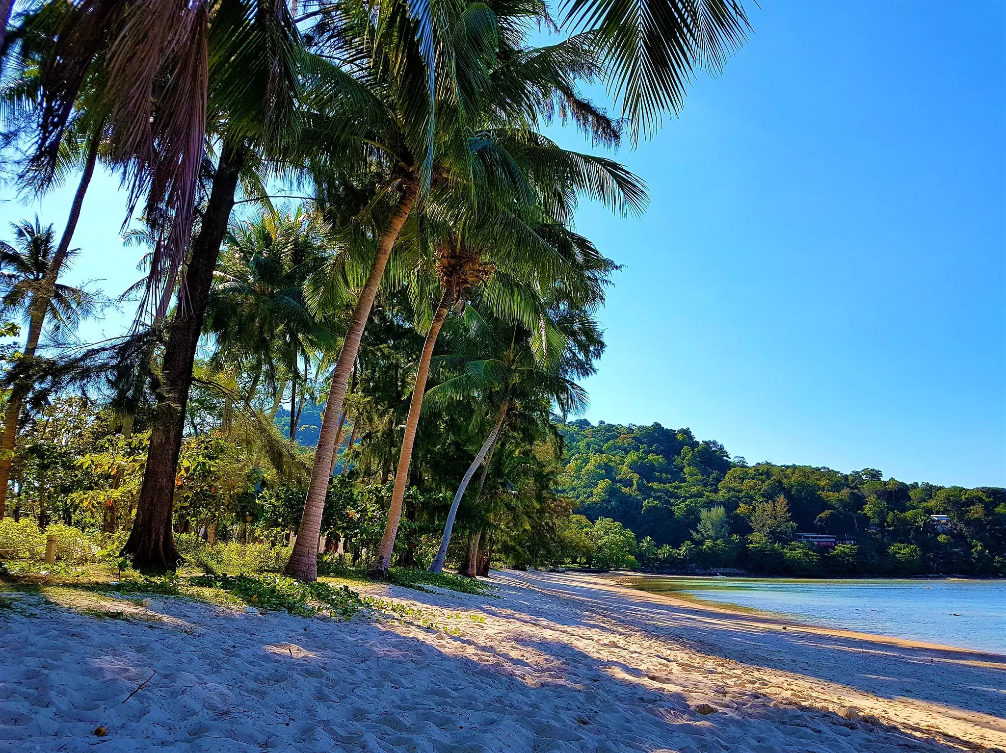 A gorgeous and empty stretch of sandy beach backed by a palm tree forest.