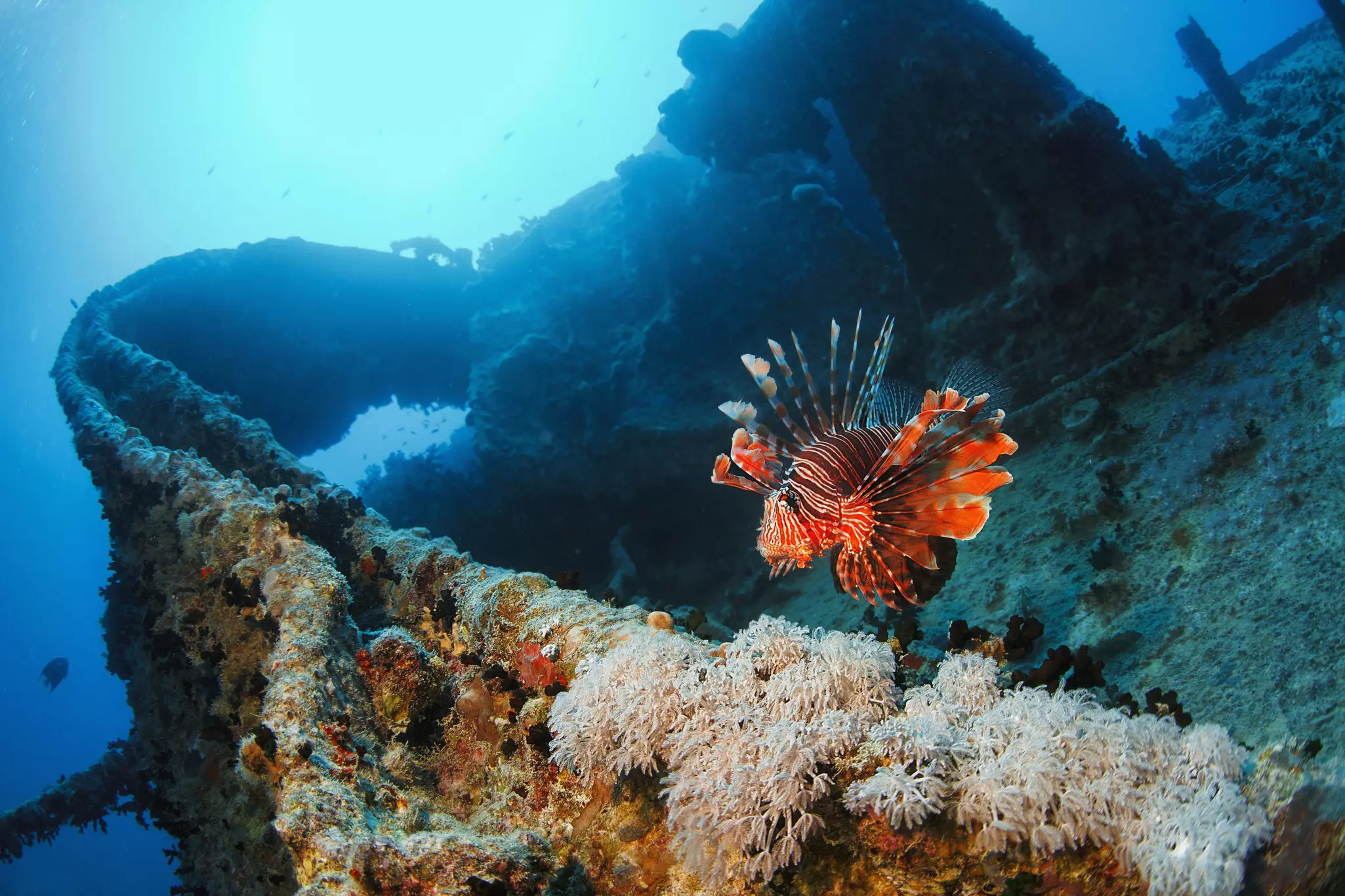 A shipwreck that has become an artificial coral reef. A bright orange striped lion fish swims by.