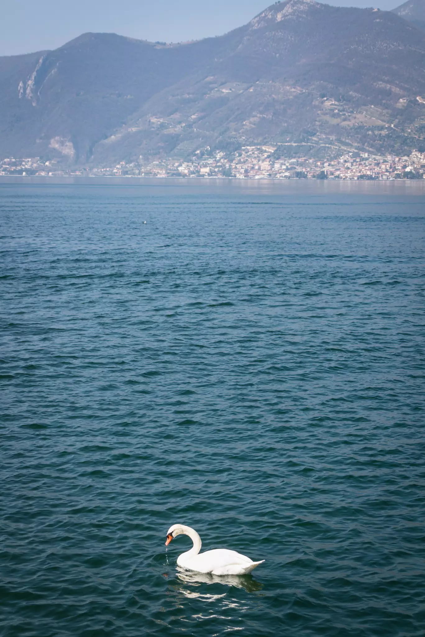 Beautiful swan on Iseo lake. Mountains and village on misty background.
