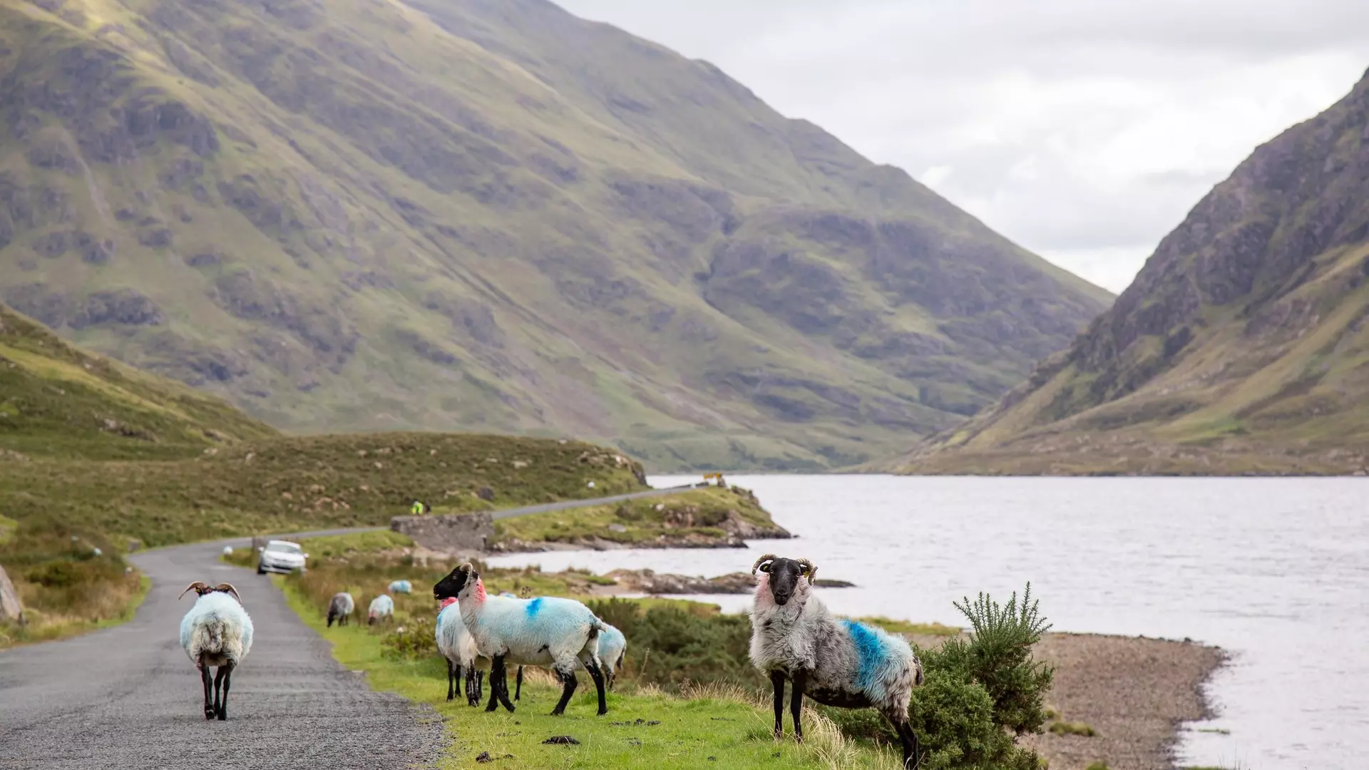 Sheep on the road on the lakeside of Doo Lough, with Ben Gorm in the background, County Mayo, Ireland