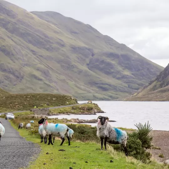 Sheep on the road on the lakeside of Doo Lough, with Ben Gorm in the background, County Mayo, Ireland