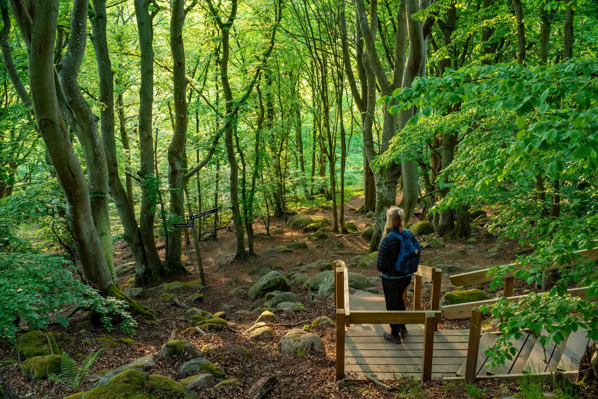 A hiker stands on a wooden staircase looking at dense forest.