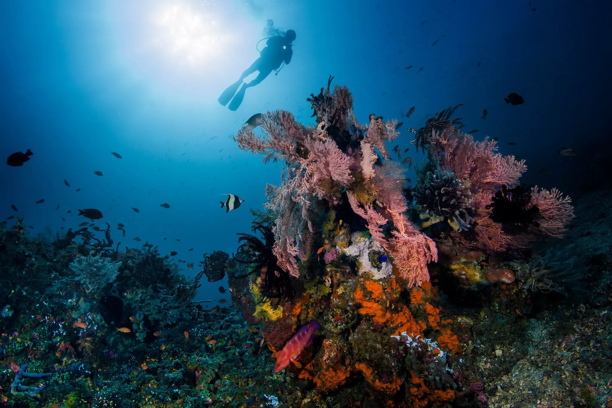 A diver floats over colorful coral reefs at Amed in Bali, Indonesia.