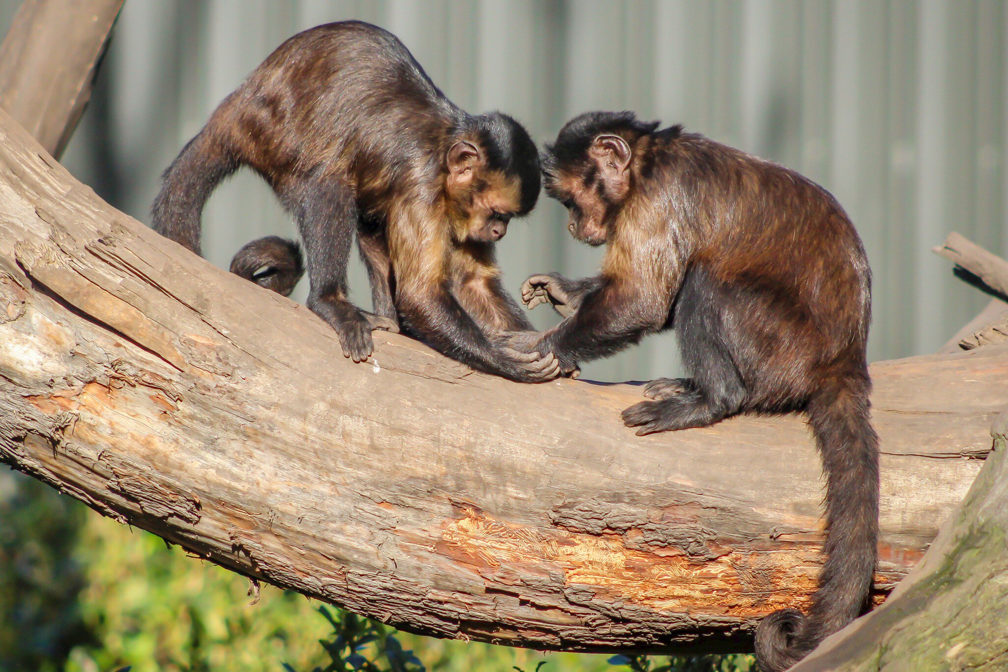 Two capuchin monkeys hold hands at Willowbank Wildlife Reserve in Christchurch, New Zealand.