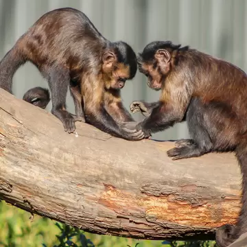 Two capuchin monkeys hold hands at Willowbank Wildlife Reserve in Christchurch, New Zealand.