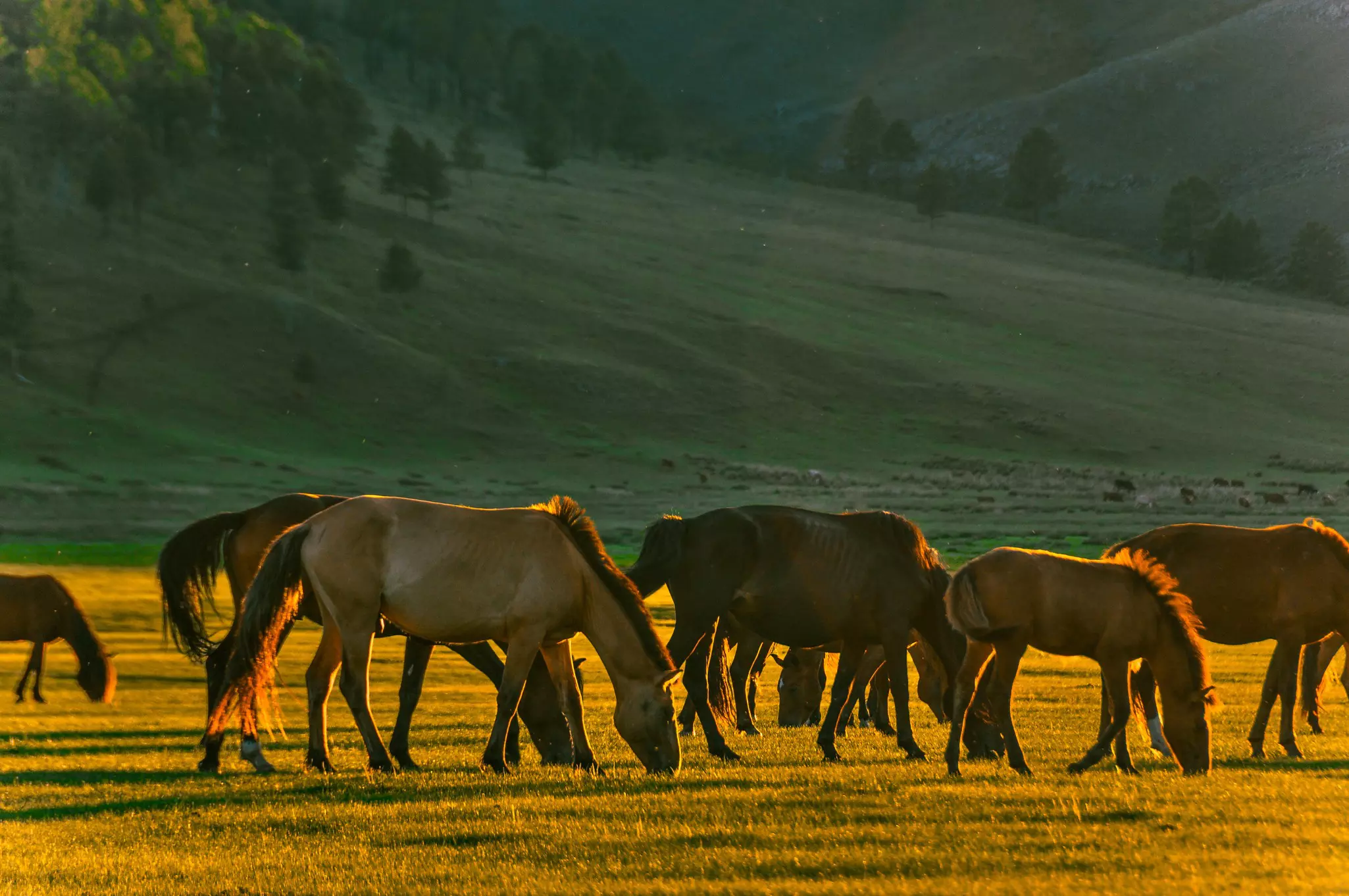 Horses grazing on an autumn evening.