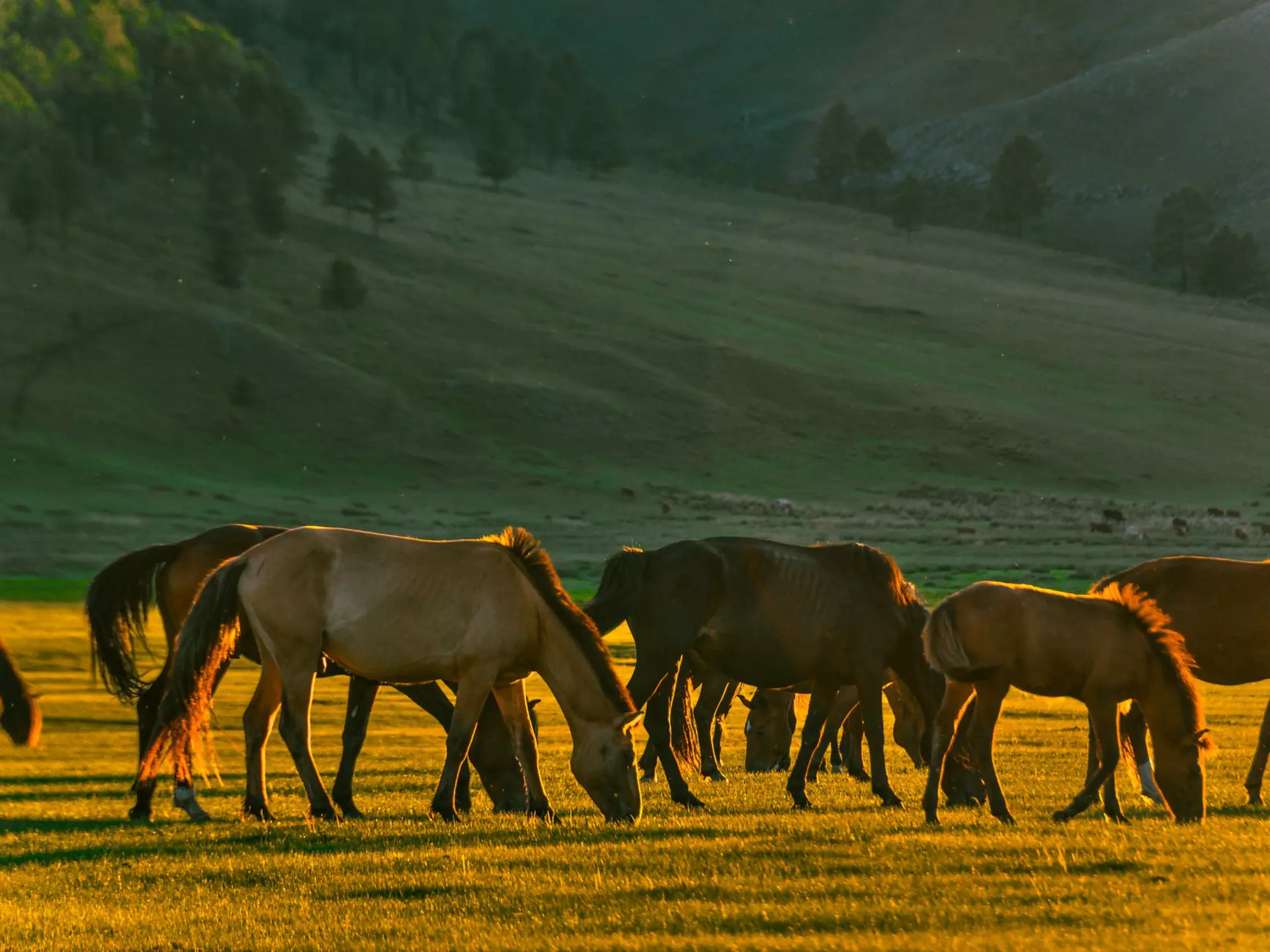 Horses in Selenge, Mongolia. GML/Getty Images