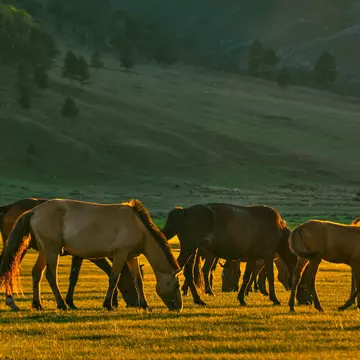 Horses in Selenge, Mongolia. GML/Getty Images