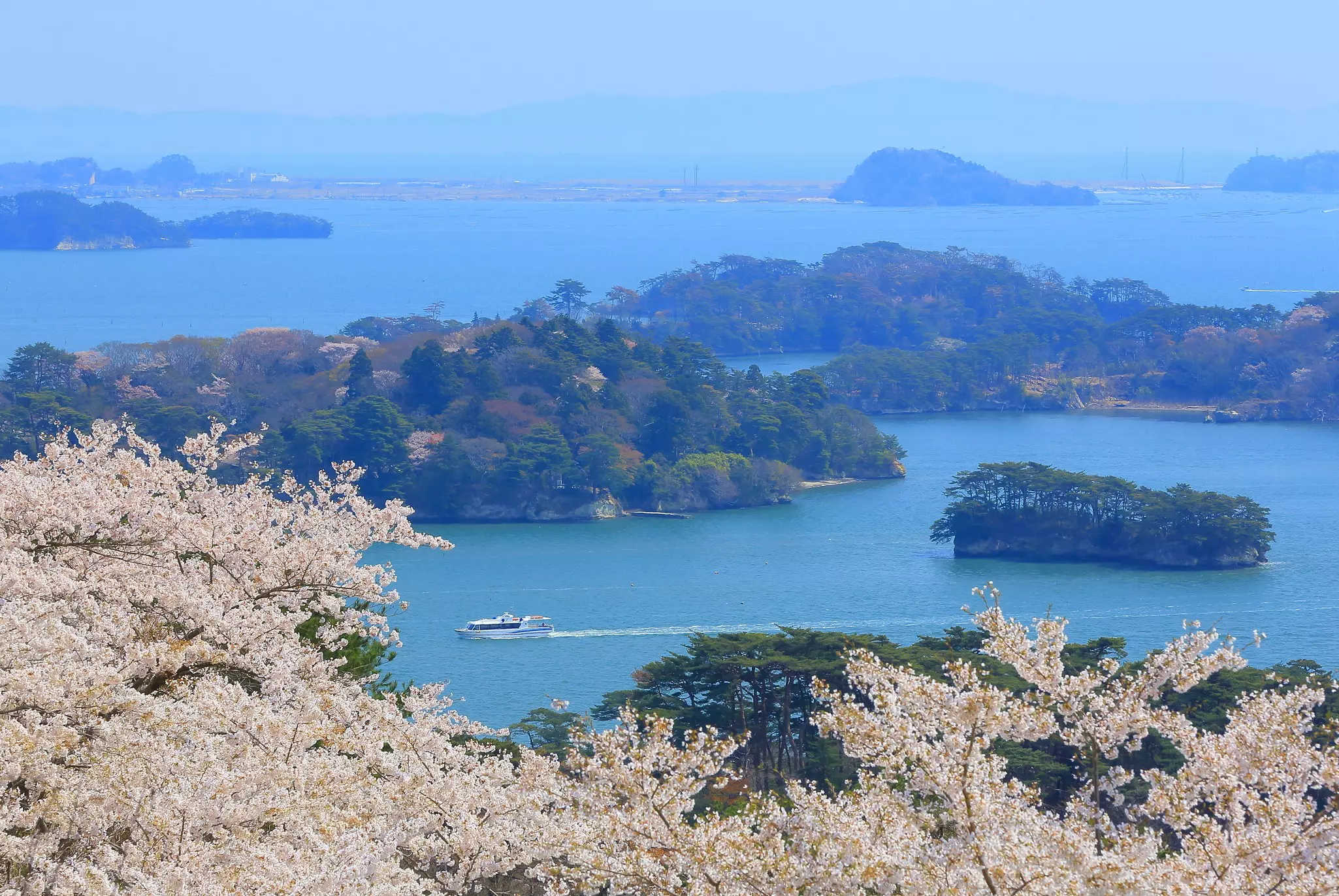 A boat passing through a bay with cherry trees in the foreground