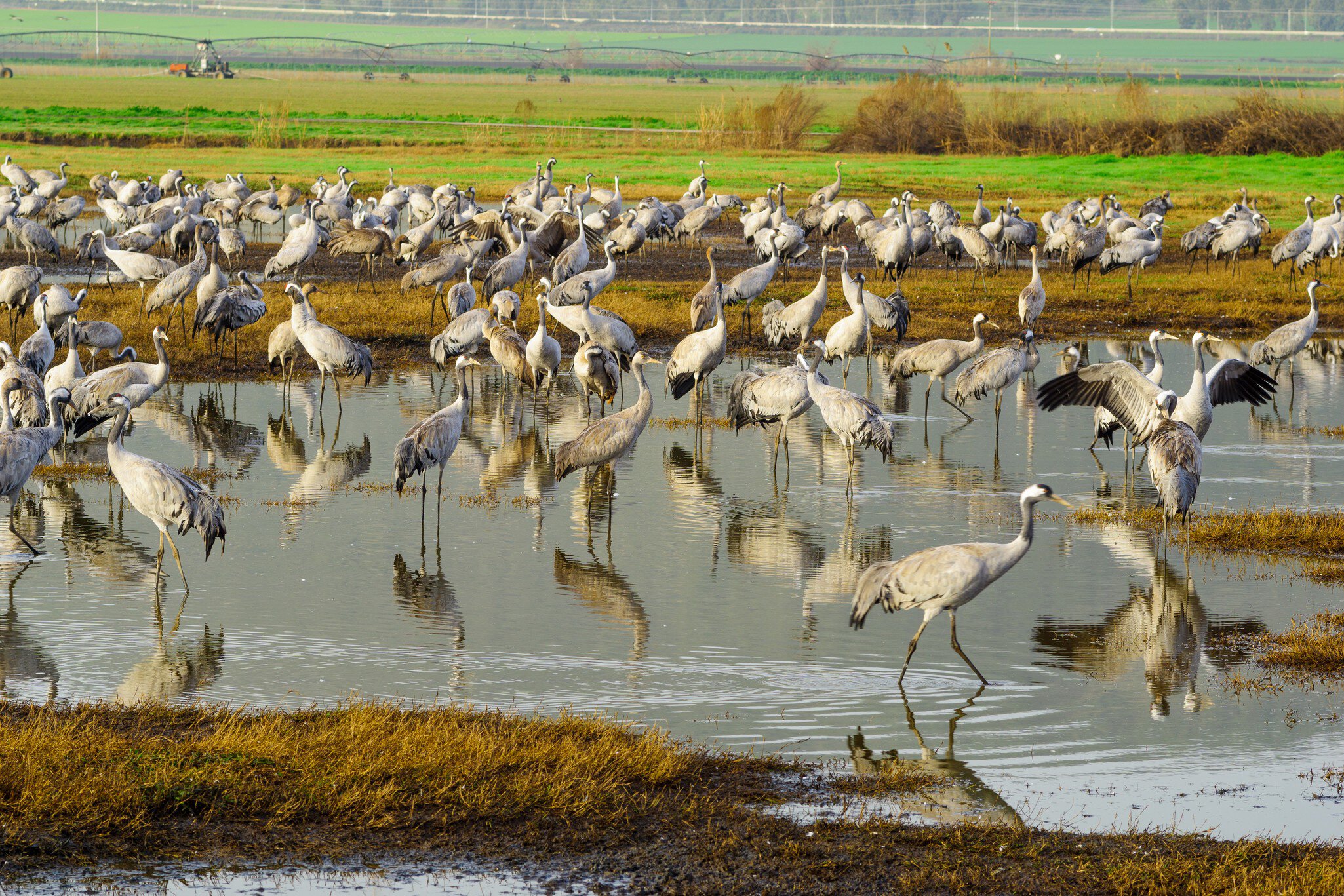 Common crane birds in Agamon Hula bird refuge, Hula Valley, Israel; Shutterstock ID 369496964;