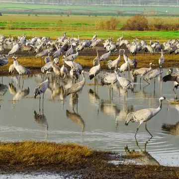 Common crane birds in Agamon Hula bird refuge, Hula Valley, Israel; Shutterstock ID 369496964;