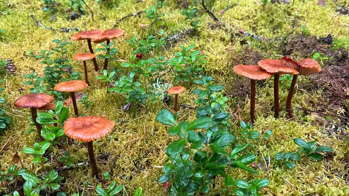 Mushrooms poke through the ground moss in Finnish Lapland. 