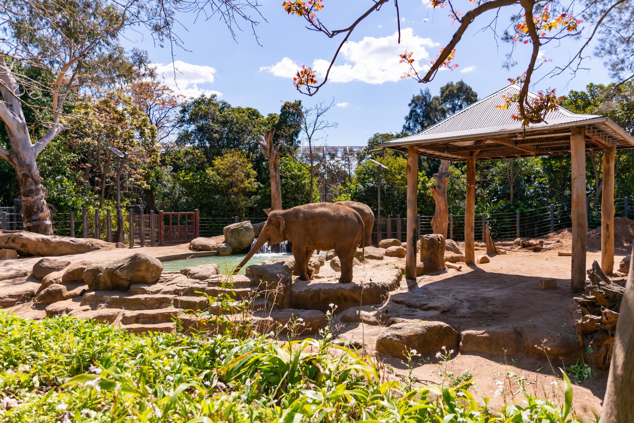 Elephant enclosure at Melbourne Zoo on a sunny spring afternoon. Melbourne, Australia.