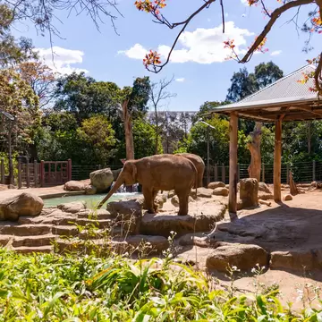 Elephant enclosure at Melbourne Zoo on a sunny spring afternoon. Melbourne, Australia.