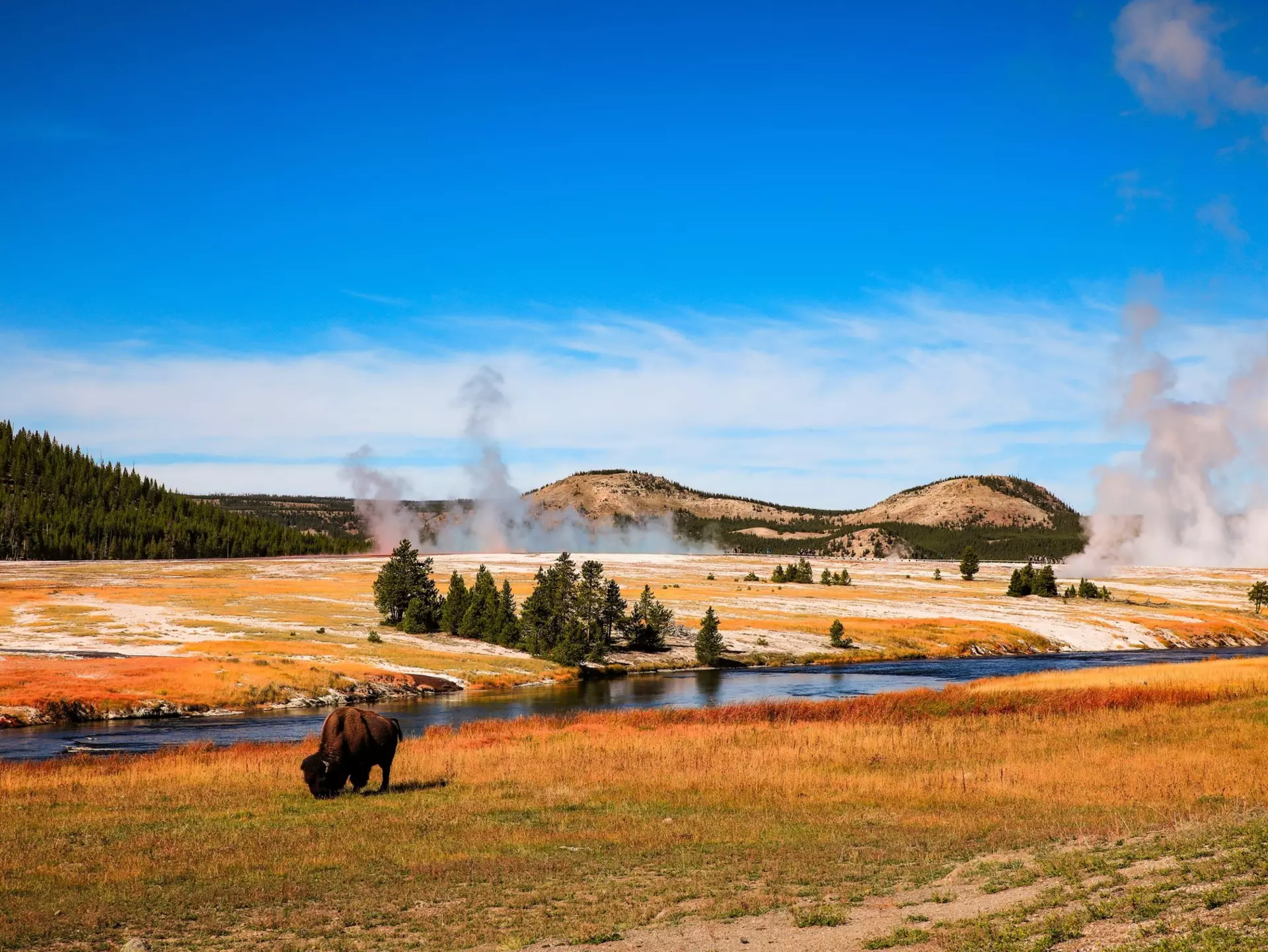 Yellowstone National Park, Wyoming. American bison., License Type: media, Download Time: 2025-09-16T17:45:00.000Z, User: meg3348277, Editorial: false, purchase_order: 56530 - Guidebooks, job:  Global Publishing-WIP, client: Lonely Planet 'USA 13', other: Megan Cassidy