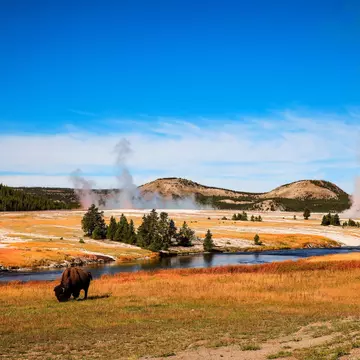 Yellowstone National Park, Wyoming. American bison., License Type: media, Download Time: 2025-09-16T17:45:00.000Z, User: meg3348277, Editorial: false, purchase_order: 56530 - Guidebooks, job:  Global Publishing-WIP, client: Lonely Planet 'USA 13', other: Megan Cassidy