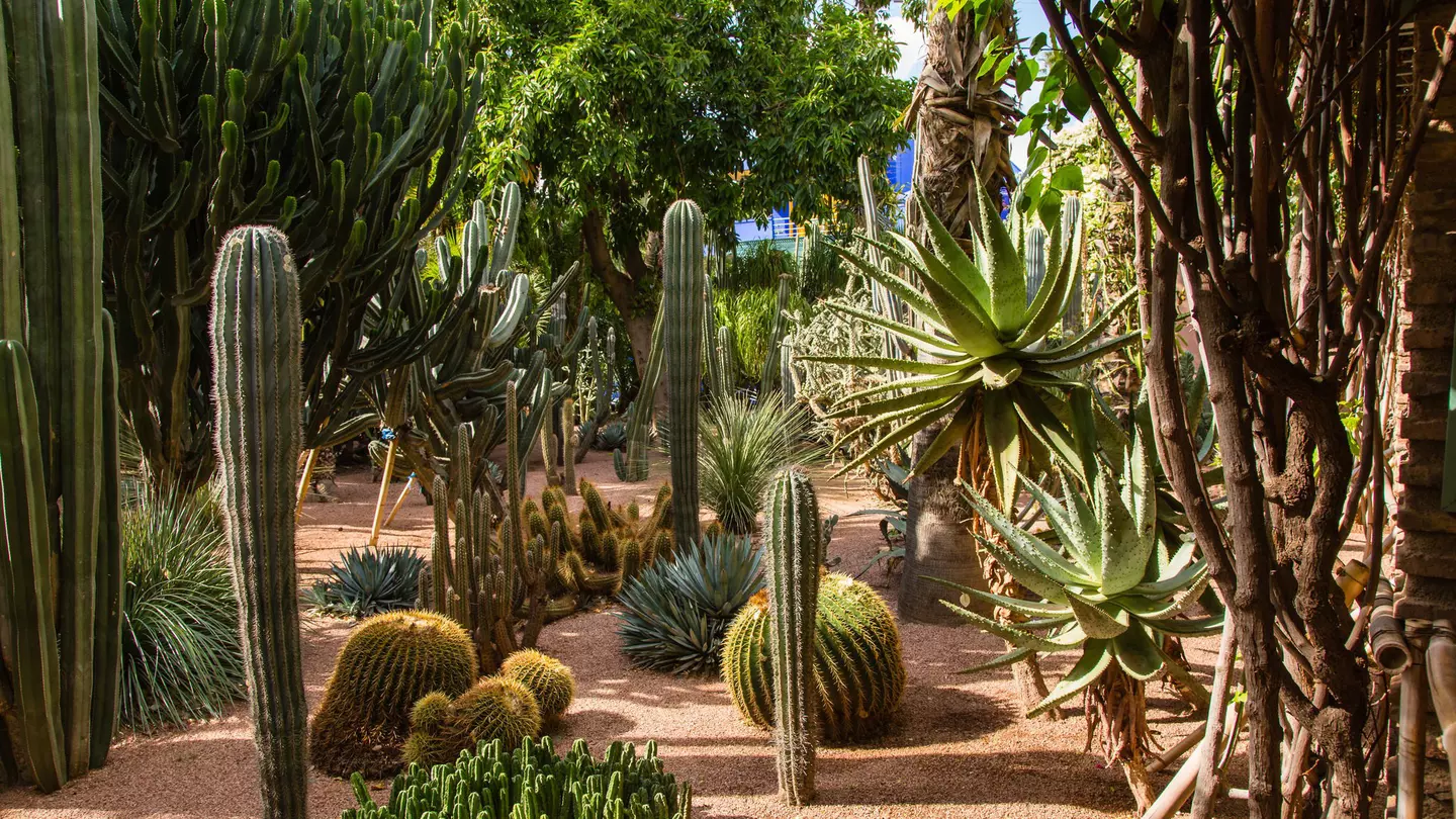 Botanical garden Jardin Majorelle in Marrakesh (Morocco).