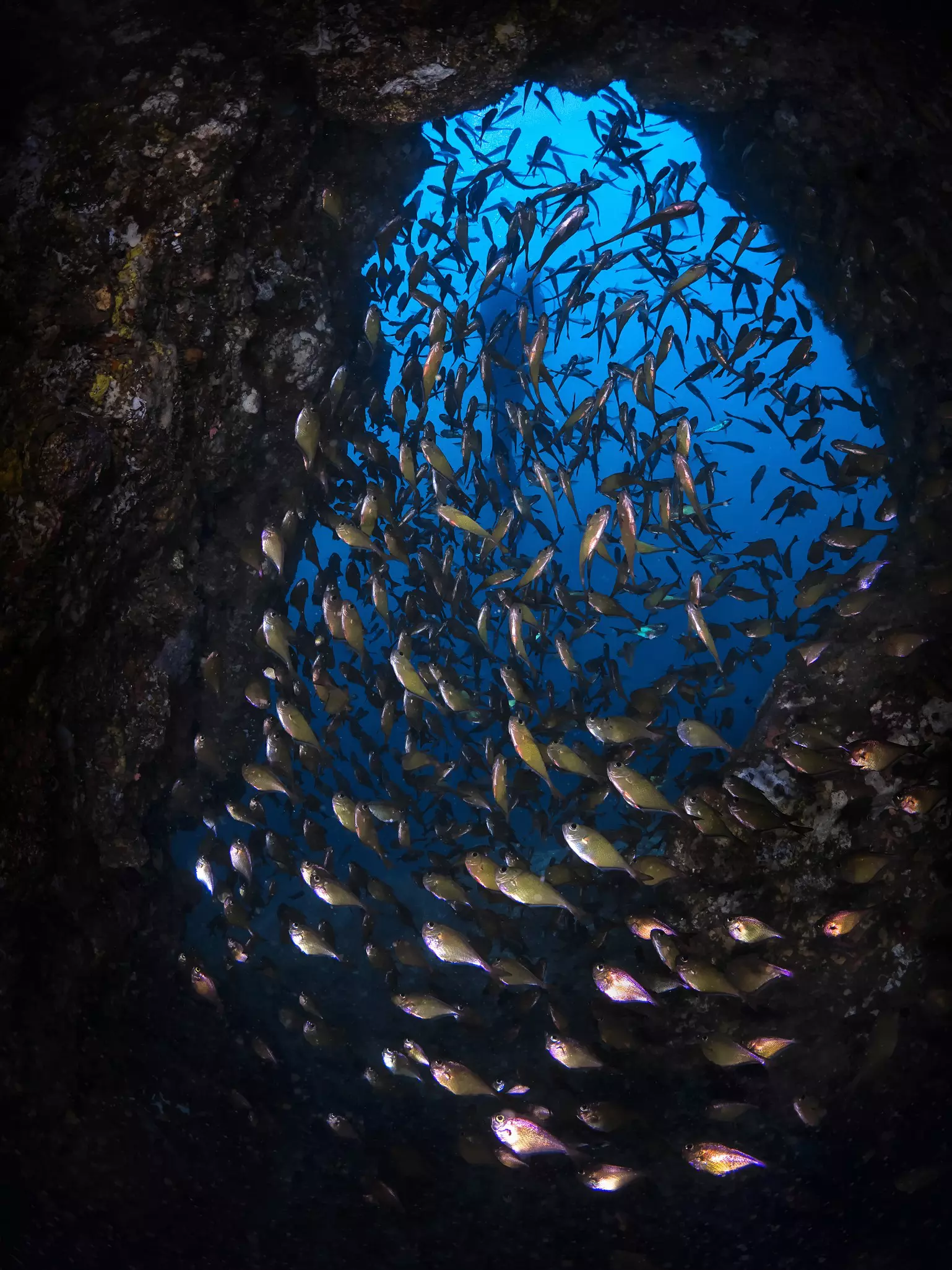 Looking out from underwater cave with blue entrance framing a diver
818310532
ocean, scuba, life, diver
