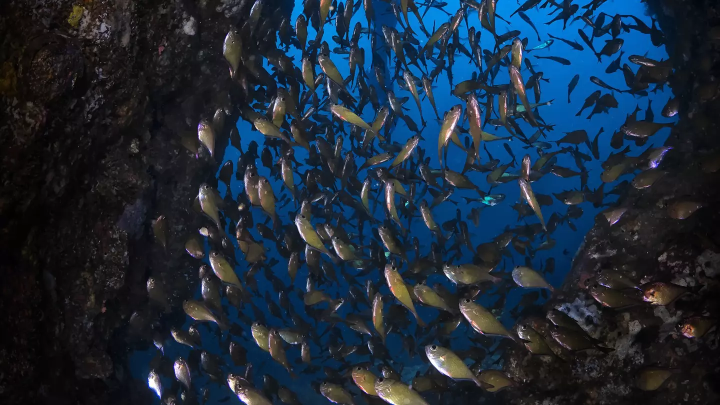 Looking out from underwater cave with blue entrance framing a diver
818310532
ocean, scuba, life, diver