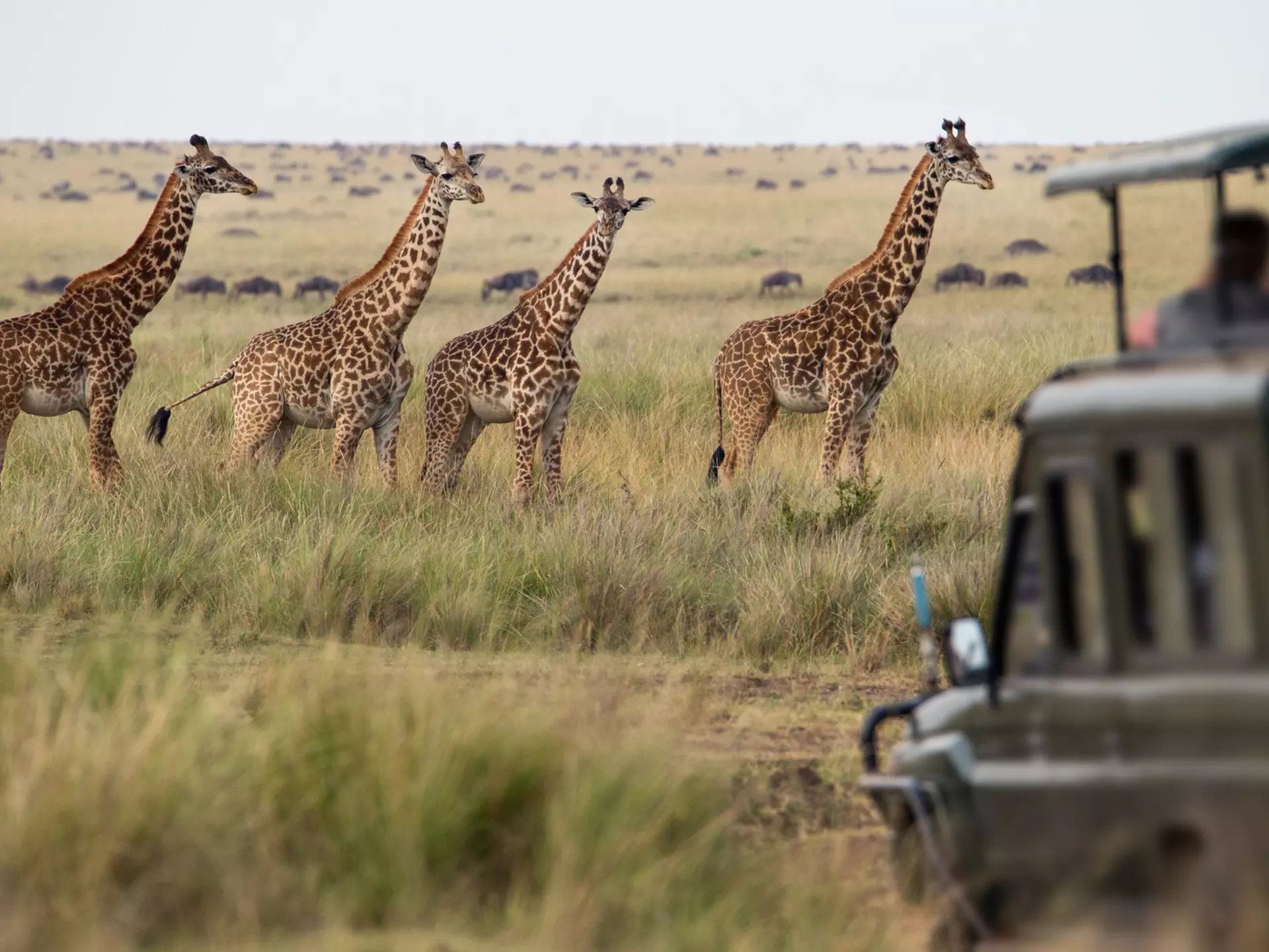 East Africa, with the wildebeest migration and vast open savannahs, provides an epic location for any safari. Mantaphoto / Getty Images