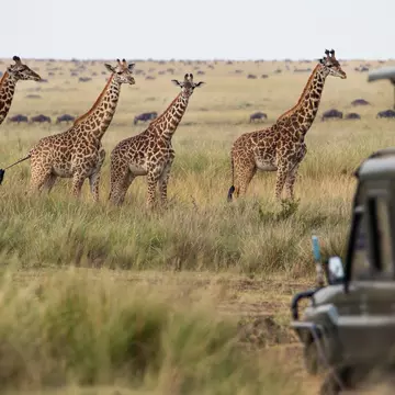 East Africa, with the wildebeest migration and vast open savannahs, provides an epic location for any safari. Mantaphoto / Getty Images