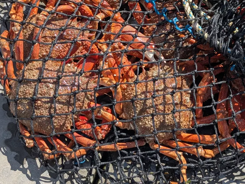 Fresh catch of reddish crabs in a black net on sunny day.