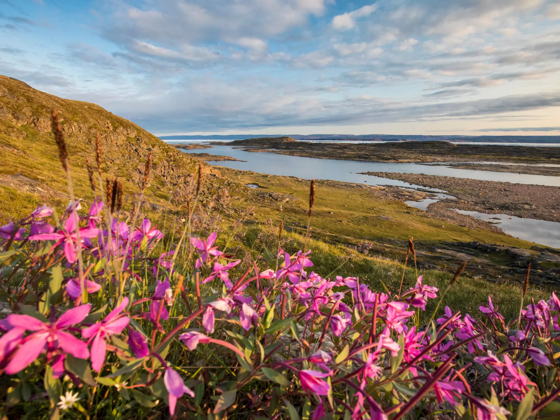 Pink wildflowers bloom in the foreground of a landscape near water