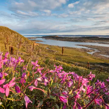 Pink wildflowers bloom in the foreground of a landscape near water