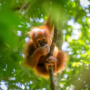 An orangutan in a rainforest setting in Indonesia.