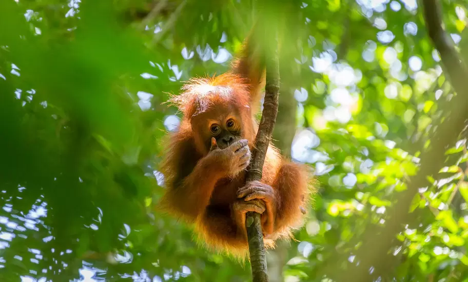 An orangutan in a rainforest setting in Indonesia.