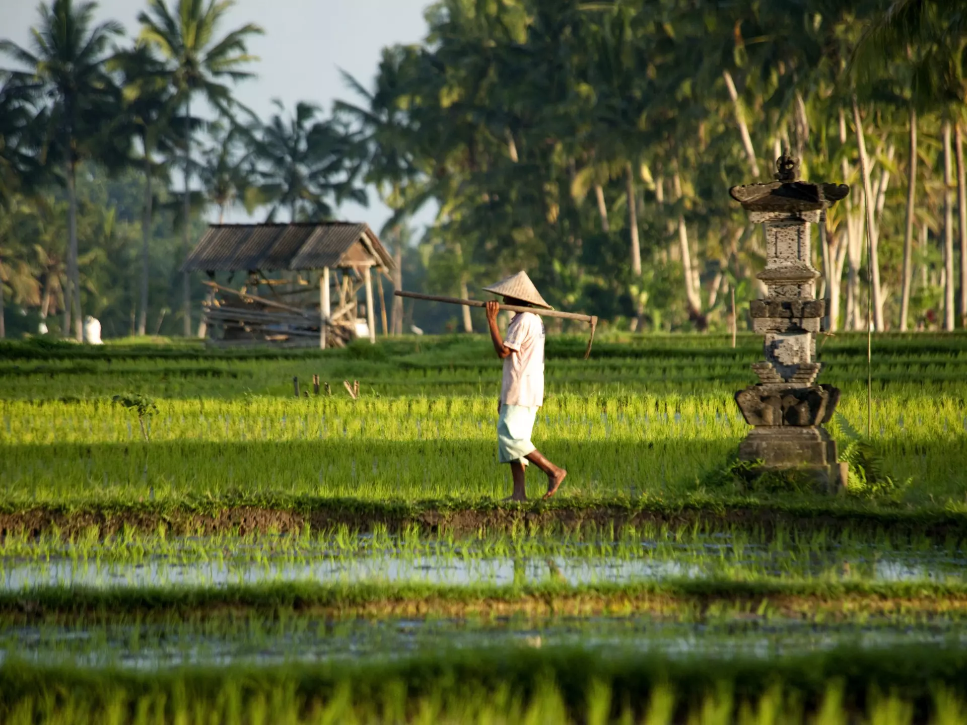 A farmer tends rice paddies near Ubud, Bali